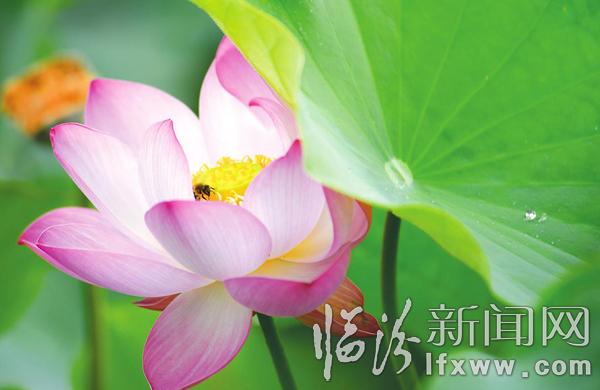 襄汾縣燕村荷花舞夏醉游人