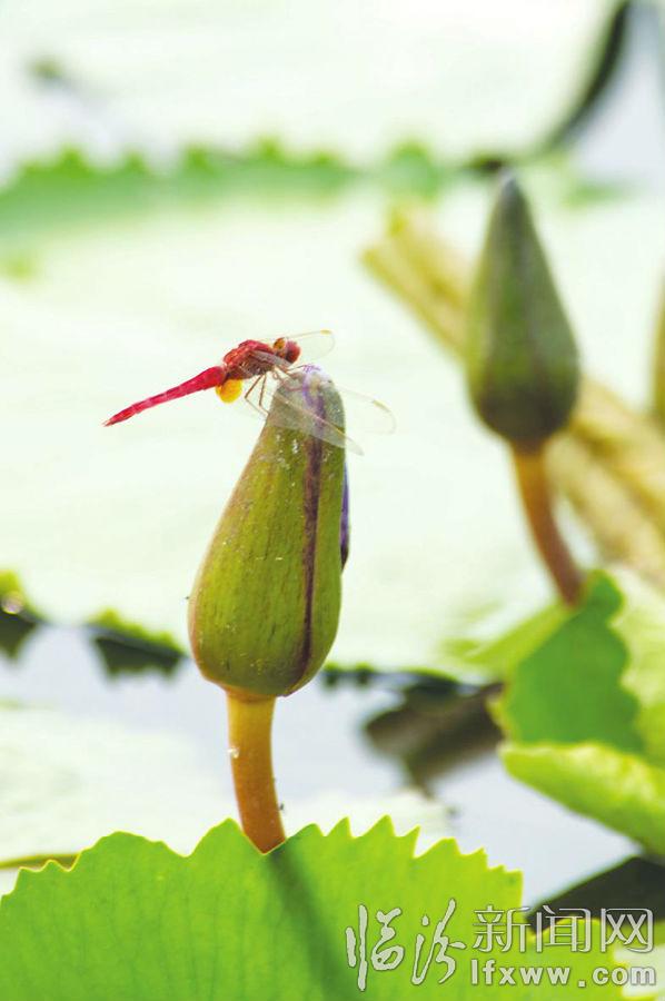 襄汾縣燕村荷花舞夏醉游人