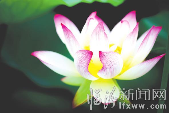 襄汾縣燕村荷花舞夏醉游人