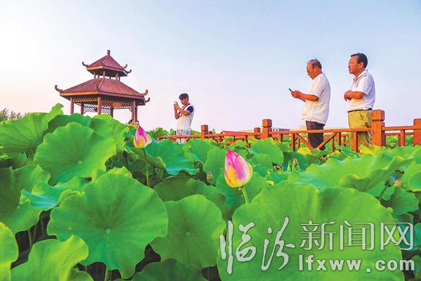 襄汾縣燕村荷花公園:映日荷花別樣紅