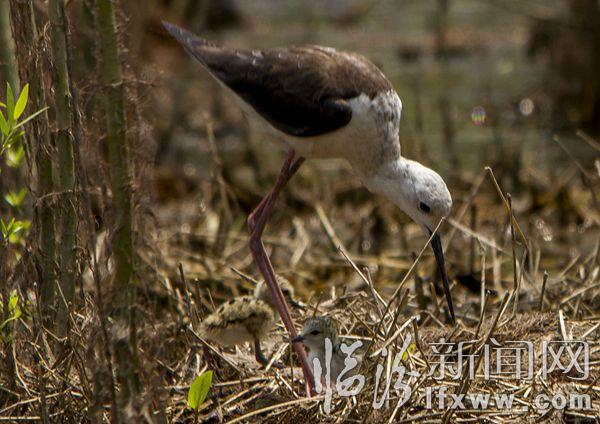 IMG_6632 (2)_副本_副本.jpg