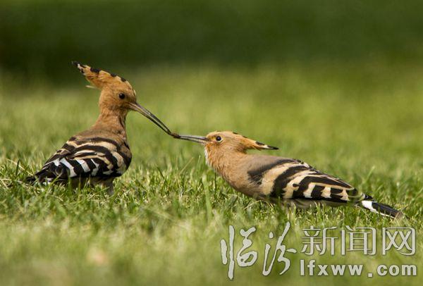 IMG_9372_1_ (2)_副本.jpg