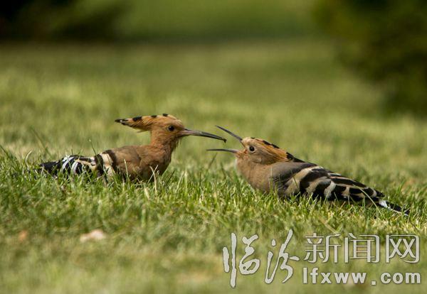 IMG_9372_1_ (3)_副本.jpg