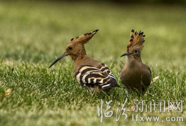 IMG_9372_1_ (4)_副本.jpg