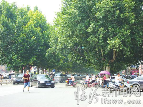 臨汾市區部分樹木遮擋交通指示燈