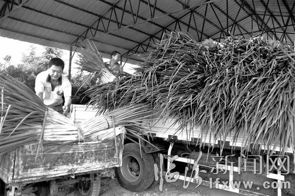 曲沃北董鄉(xiāng)A級(jí)“章丘”大蔥喜上市