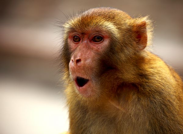 機靈的小猴（16張）