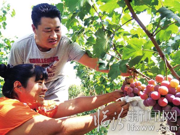 堯都區(qū)美國(guó)紅提示范園區(qū)種植葡萄每畝產(chǎn)值可過(guò)萬(wàn)元