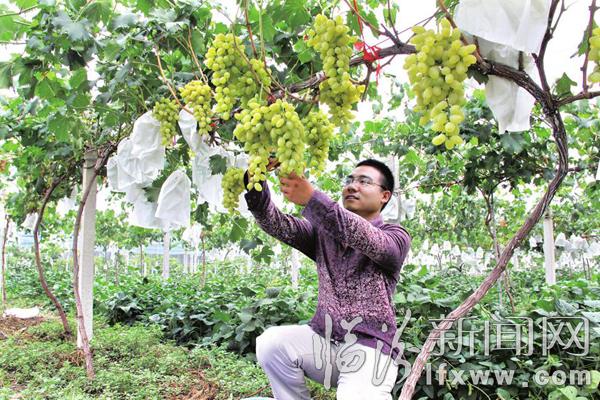 翼城百斛明珠葡萄園種植金手指、百斛明珠等名貴葡萄13畝