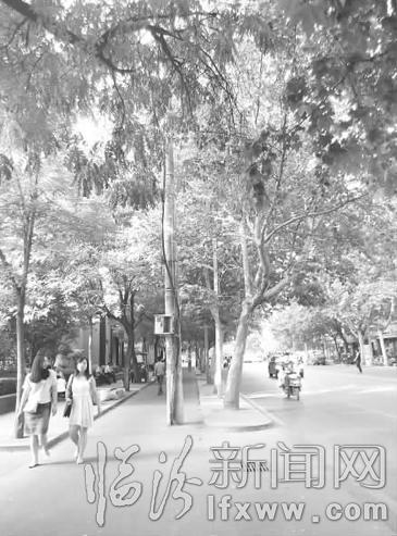 臨汾:迎春北街一“霸道”電線桿留隱患