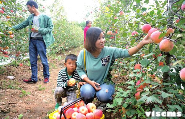 安澤市民在冀氏鎮(zhèn)天樂合作社果園體驗采摘樂趣