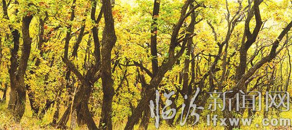 臨汾姑射山 秋景如畫