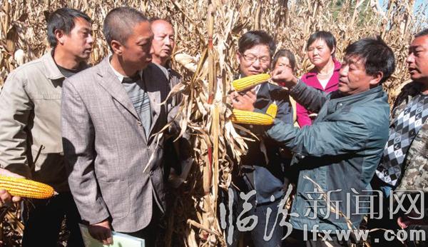 安澤冀氏鎮(zhèn):收獲季節(jié)農(nóng)民自家地頭忙學(xué)習(xí)