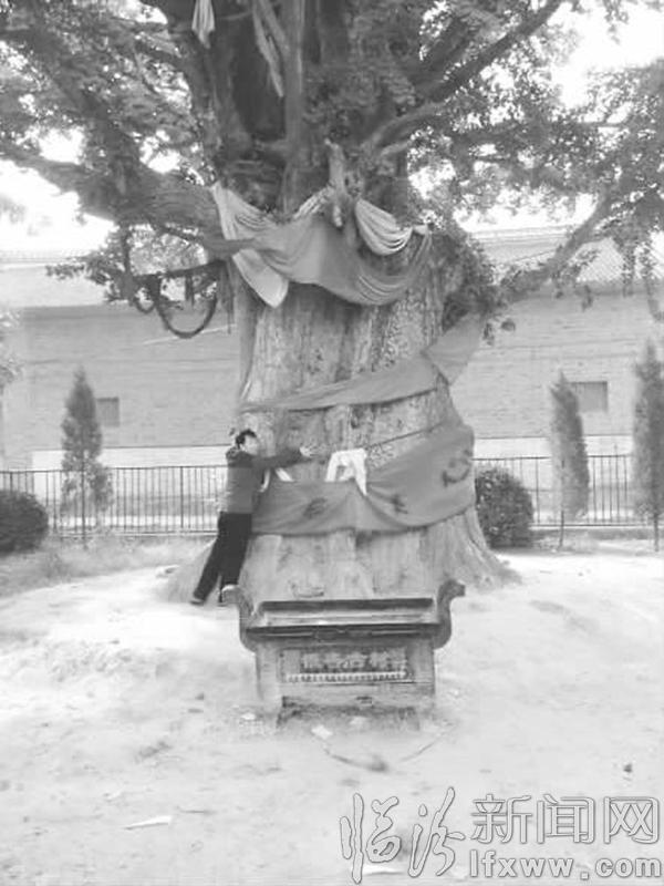 曲沃南林交村:千年銀杏 承載歷史