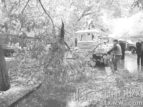 ▲綠化隊工作人員清理樹枝