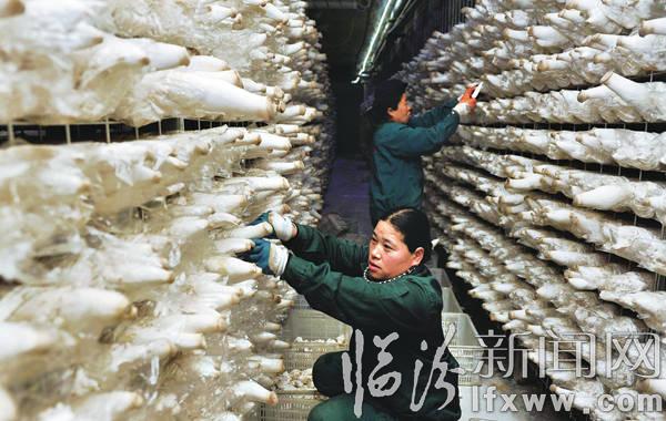 山西澳坤生物農(nóng)業(yè)股份有限公司以“龍頭企業(yè)+農(nóng)協(xié)+基地+專業(yè)合作社+農(nóng)戶”運(yùn)營模式推動(dòng)農(nóng)業(yè)產(chǎn)業(yè)化快速發(fā)展