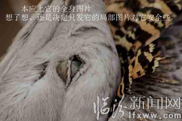 蒙受不白之冤的另一種野生鳥類