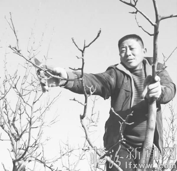 隰縣玉露香梨業(yè)闖出市場致富果農(nóng)