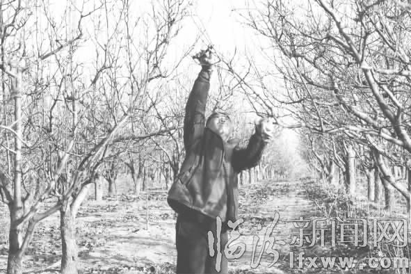 隰縣玉露香梨業(yè)闖出市場致富果農(nóng)