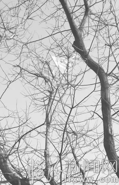 臨汾市民:別讓風箏傷了“春天”