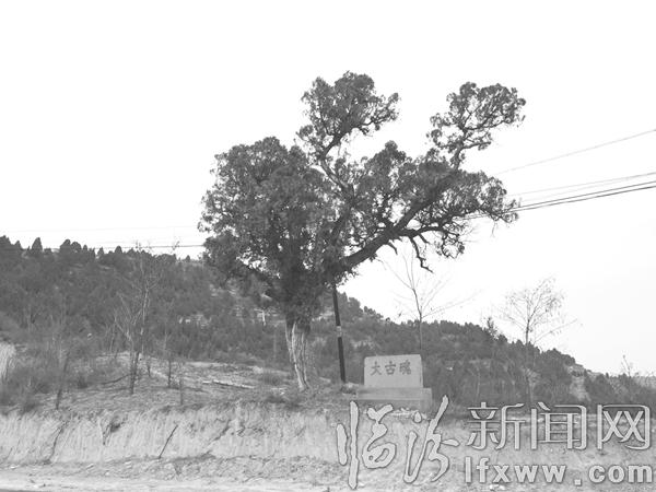 大寧:”雄雞樹“傲立在太古