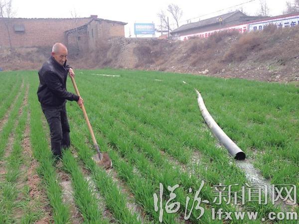 襄汾:綠蘊丁陶滿目春