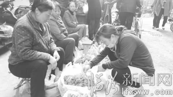 白蒿市價28元!臨汾市菜農“改行”種野菜