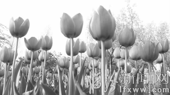 臨汾澇洰河公園醉游人 郁金香海美不勝收