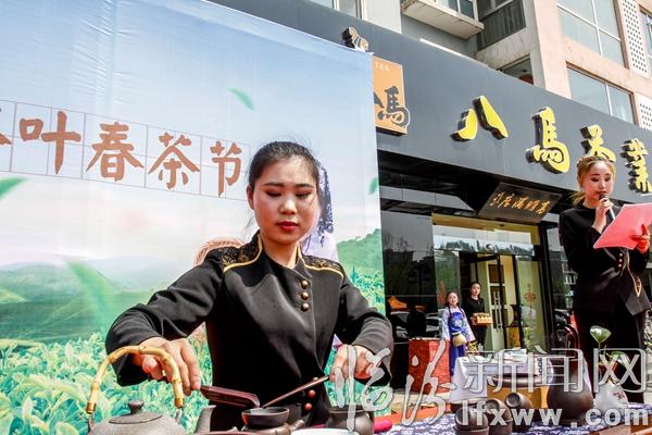 臨汾:八馬茶業舉辦春茶節活動