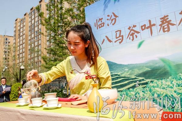 臨汾:八馬茶業舉辦春茶節活動