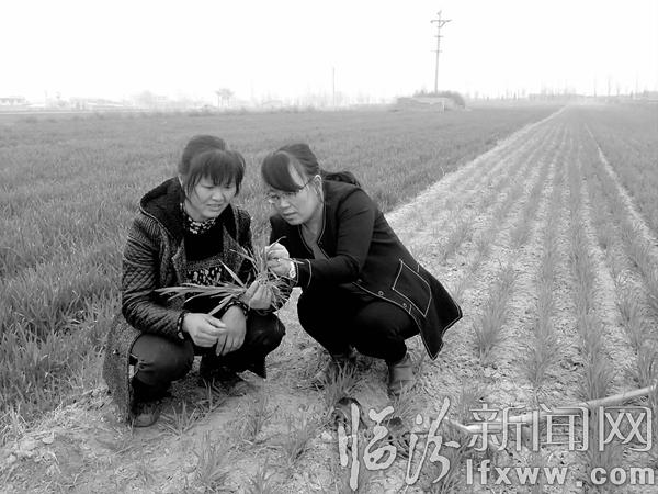 襄汾縣開(kāi)展農(nóng)業(yè)科技入戶(hù)培訓(xùn)活動(dòng)