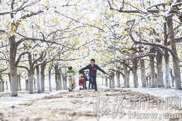 香雪海·游人醉
