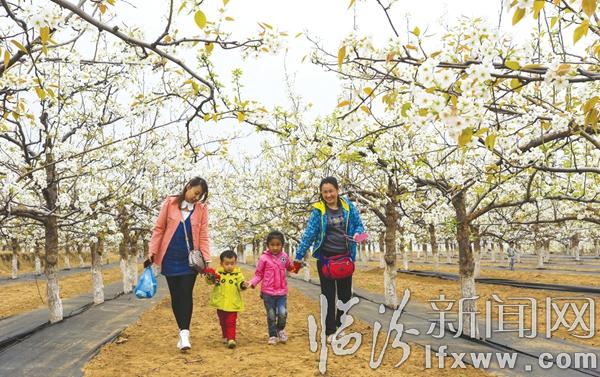 香雪海·游人醉