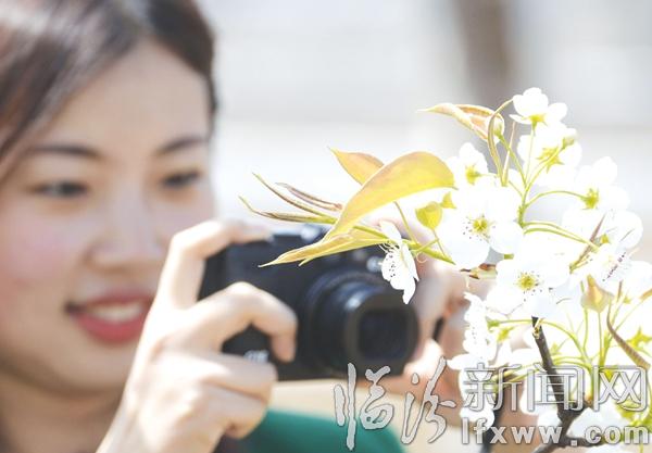 香雪海·游人醉