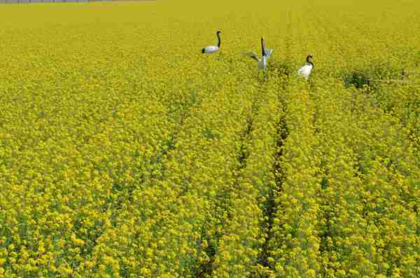 太子灘的別樣風(fēng)景(10張)