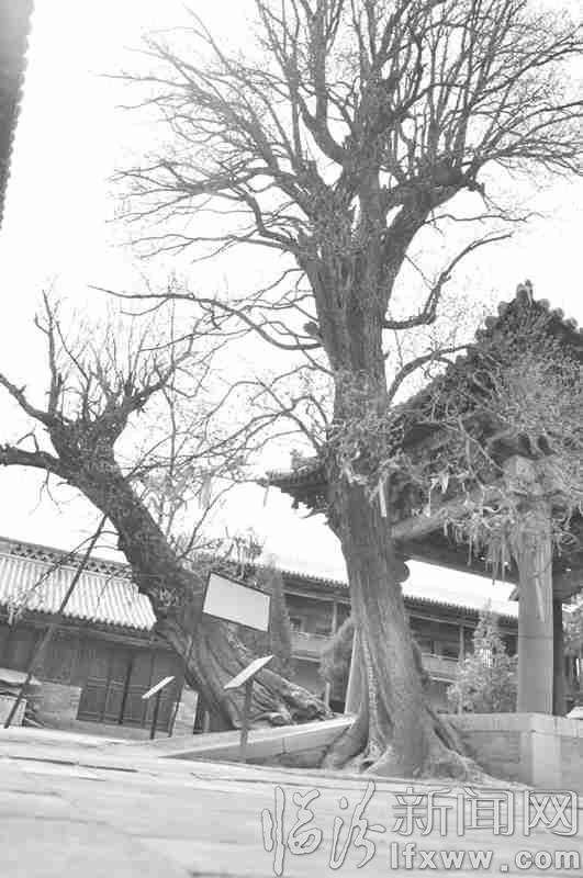 蒲縣:千年古樹令人稱奇