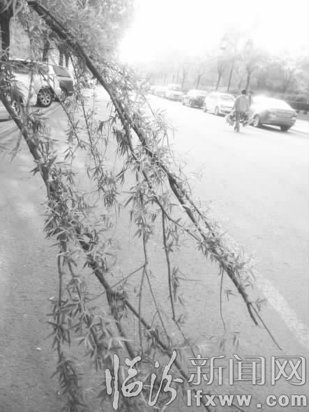 堯都區(qū):斷枝“攔”路無人理 市民盼望早處理