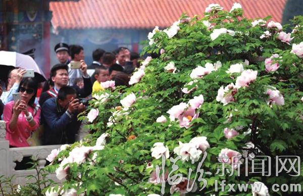 古縣:牡丹搭臺(tái) 文化唱戲