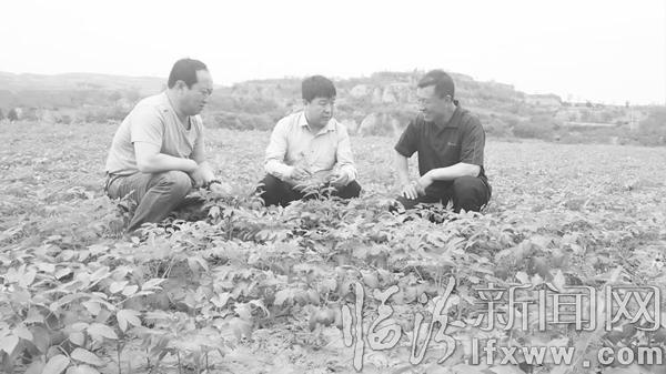 霍州陳村:牡丹開出致富“花”
