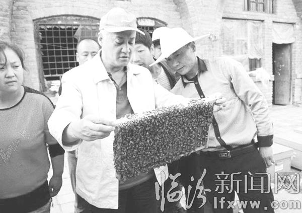 “第一書記”查看蜜蜂養殖情況