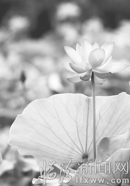 炎炎夏日至 臨汾賞荷正當(dāng)時(shí)