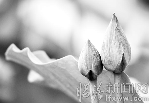 炎炎夏日至 臨汾賞荷正當(dāng)時(shí)