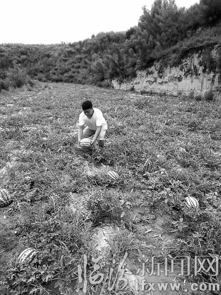 大寧胡城村:西瓜種植敲開農(nóng)民“致富門”