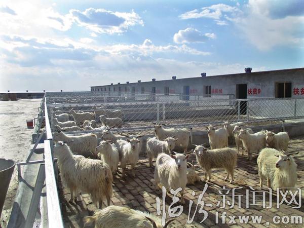 金融扶貧發(fā)展養(yǎng)殖業(yè)