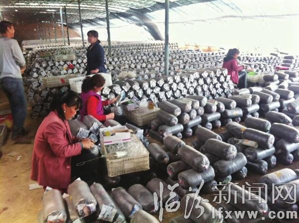 蘑菇產(chǎn)業(yè)帶民富