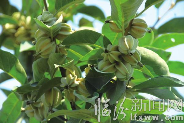 翅果油產(chǎn)業(yè)架“金”橋