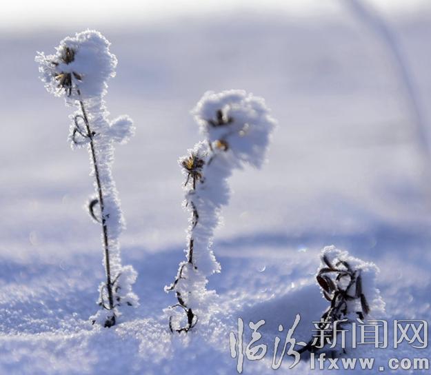 本網(wǎng)記者走進(jìn)東北,用鏡頭發(fā)現(xiàn)別樣的美!