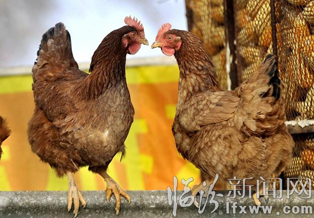 本網(wǎng)記者走進(jìn)東北,用鏡頭發(fā)現(xiàn)別樣的美!