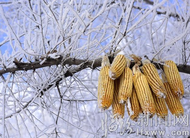 本網(wǎng)記者走進(jìn)東北,用鏡頭發(fā)現(xiàn)別樣的美!