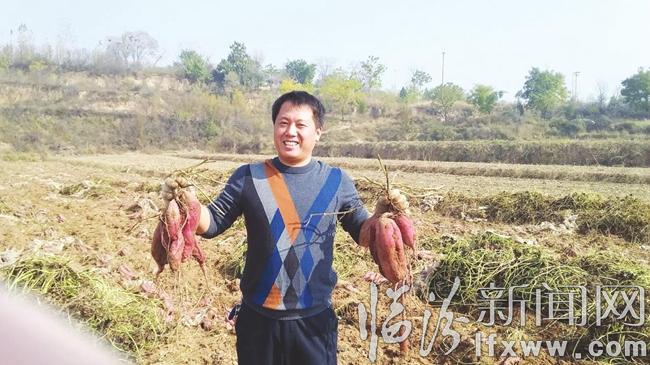 馬俊峰試種的良品紅薯地喜獲豐收
